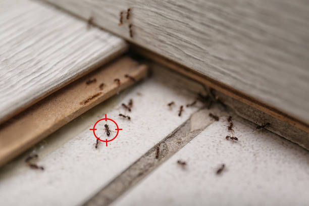 Best Rat Extermination Near Me  in Bessemer City, NC