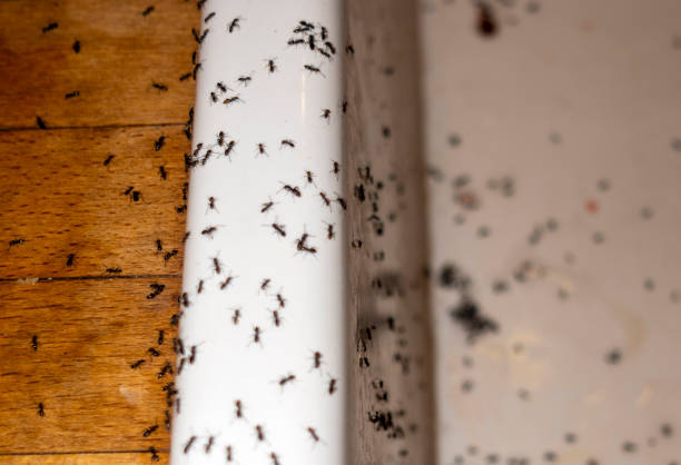 Best Local Pest Control Services  in Bessemer City, NC