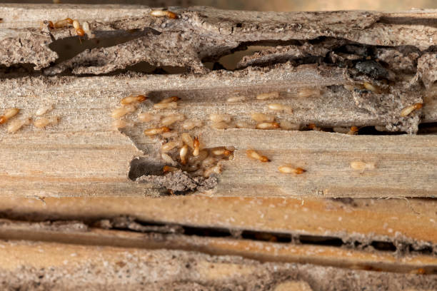 Best Wildlife Control Services  in Bessemer City, NC