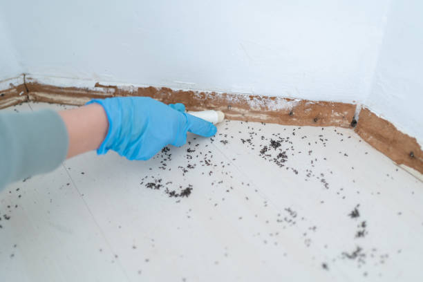 Best Termite Control Services  in Bessemer City, NC